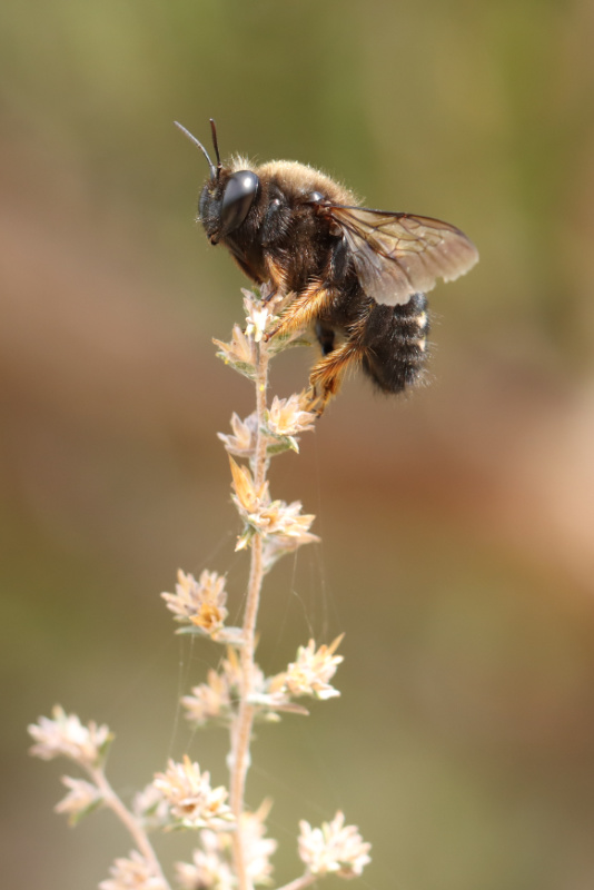 Bee
