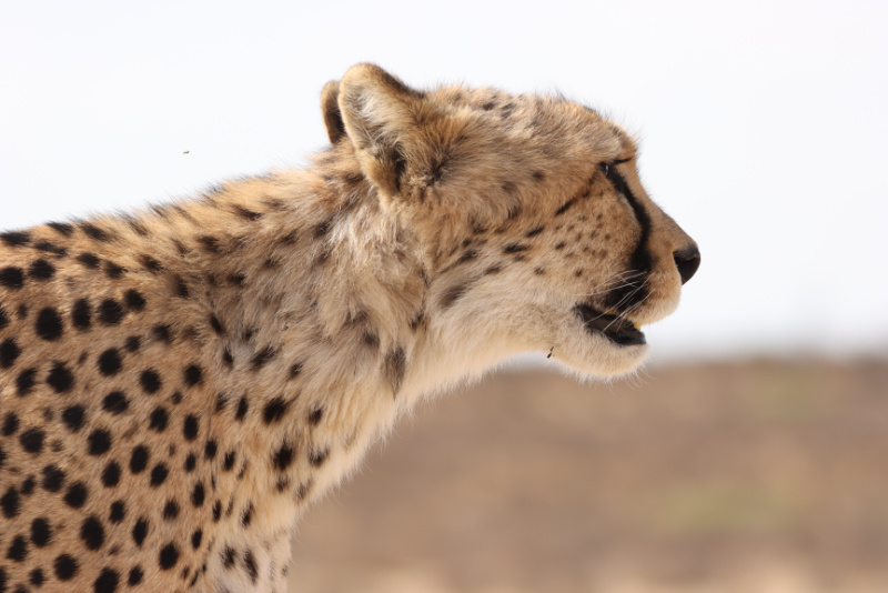 Cheetah