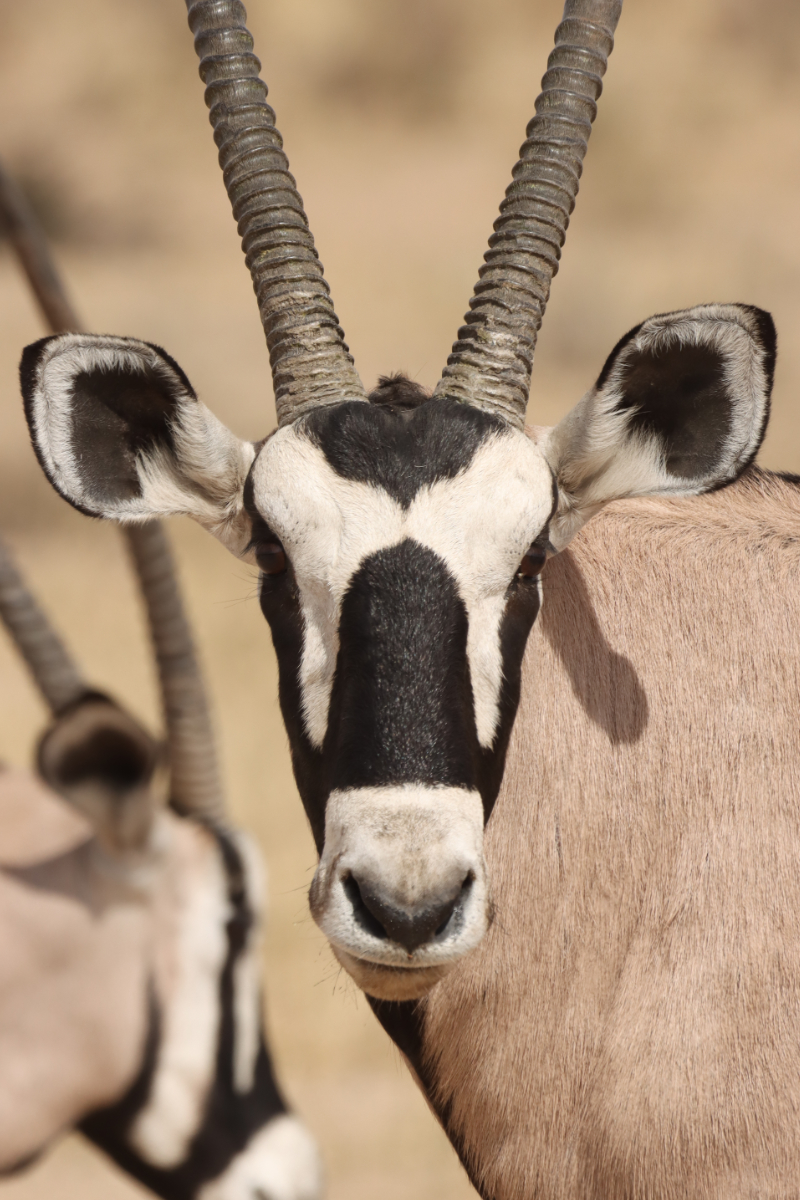 Gemsbok in Colour