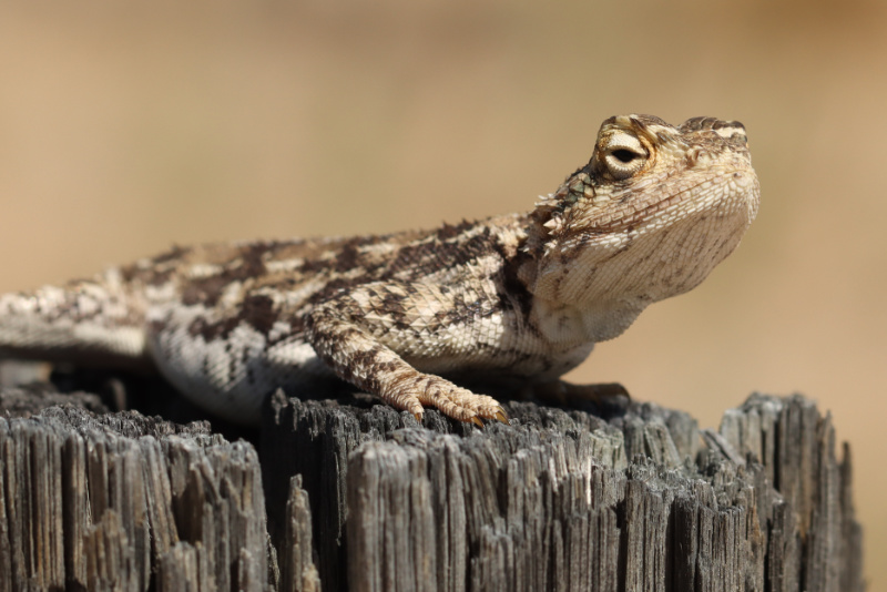 Ground Agama