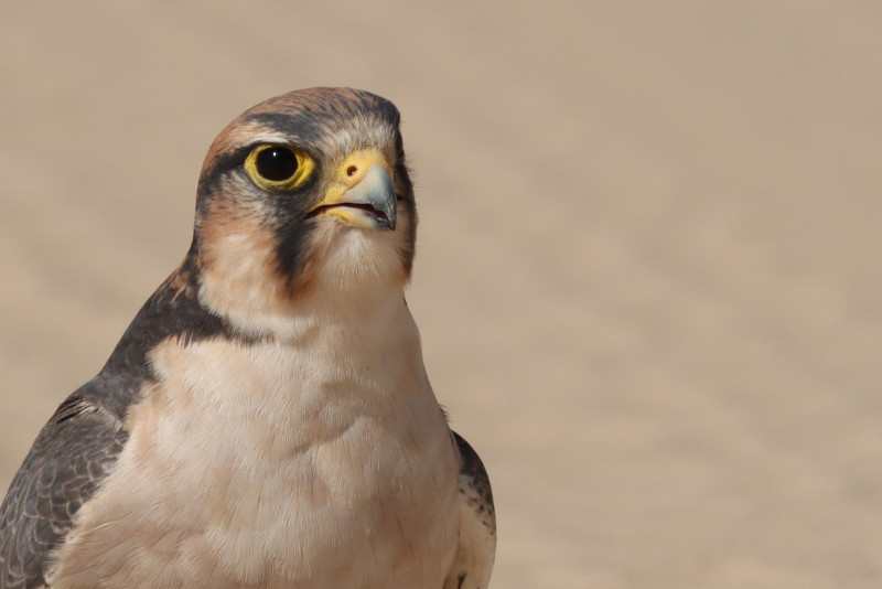 Lanner Felcon