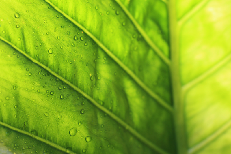 leaf