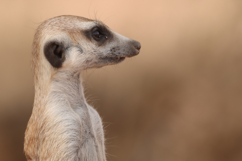 Meerkat